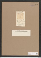 Navicula sp. (de-Toni-Nr.: Genus 1) Zeichnungen Sammlung Grunow Nr. 1555 (NHMW-BOT-W0368087)